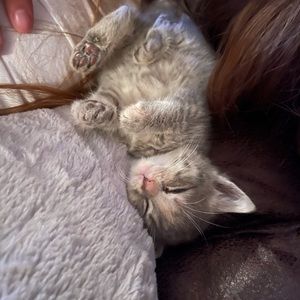 Meet your Posher, Ariel